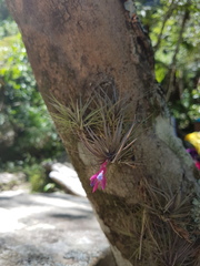 Tillandsia tenuifolia