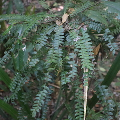 Arthropteris palisotii