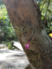Tillandsia tenuifolia
