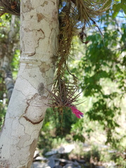 Tillandsia tenuifolia
