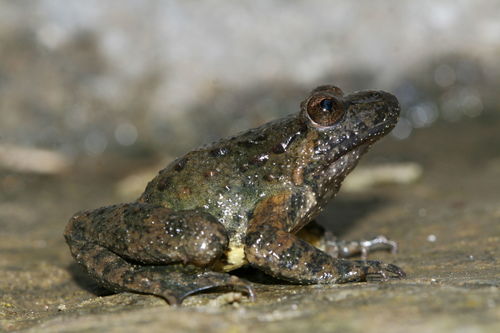 Corsican Painted Frog, photo 5 of 10