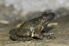 Corsican Painted Frog photo 5