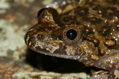 Corsican Painted Frog photo 2