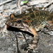 Tyrrhenian Painted Frog - Photo (c) Xavier Rufray, some rights reserved (CC BY-NC), uploaded by Xavier Rufray