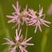 Ragged-Robin - Photo (c) AnneTanne, some rights reserved (CC BY-NC)