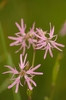Ragged-Robin - Photo (c) AnneTanne, some rights reserved (CC BY-NC)