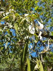 Phoradendron perrottetii