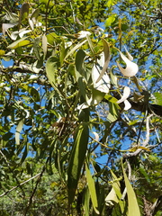 Phoradendron perrottetii