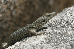 Archaeolacerta bedriagae