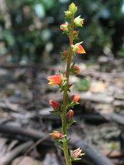 Echeveria bicolor