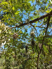Phoradendron perrottetii