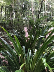 Helmholtzia glaberrima