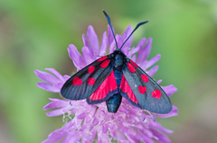 Zygaena angelicae