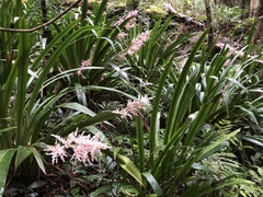 Helmholtzia glaberrima