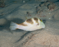 Canthigaster coronata