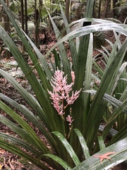 Helmholtzia glaberrima