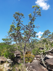 Vochysia tucanorum