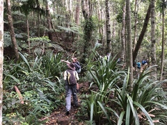 Helmholtzia glaberrima