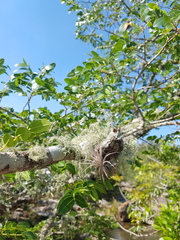 Tillandsia gardneri