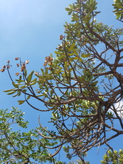 Vochysia tucanorum