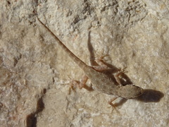 Pristurus
