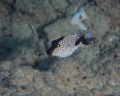 Canthigaster jactator