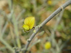Crotalaria aegyptiaca