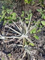 Dyckia
