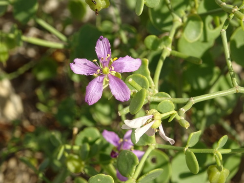 Melocarpum