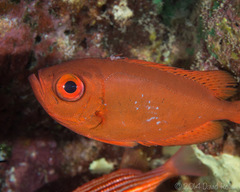 Heteropriacanthus carolinus