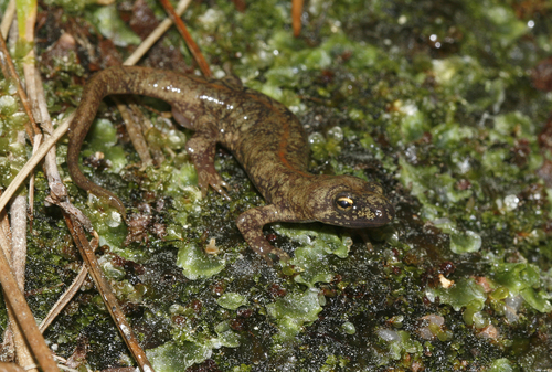 Corsican brook salamander, photo 2 of 7