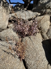 Penstemon clevelandii connatus