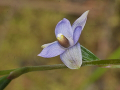 Thelymitra colensoi