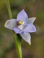 Thelymitra colensoi
