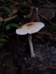 Agaricus pocillator