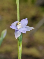 Thelymitra colensoi