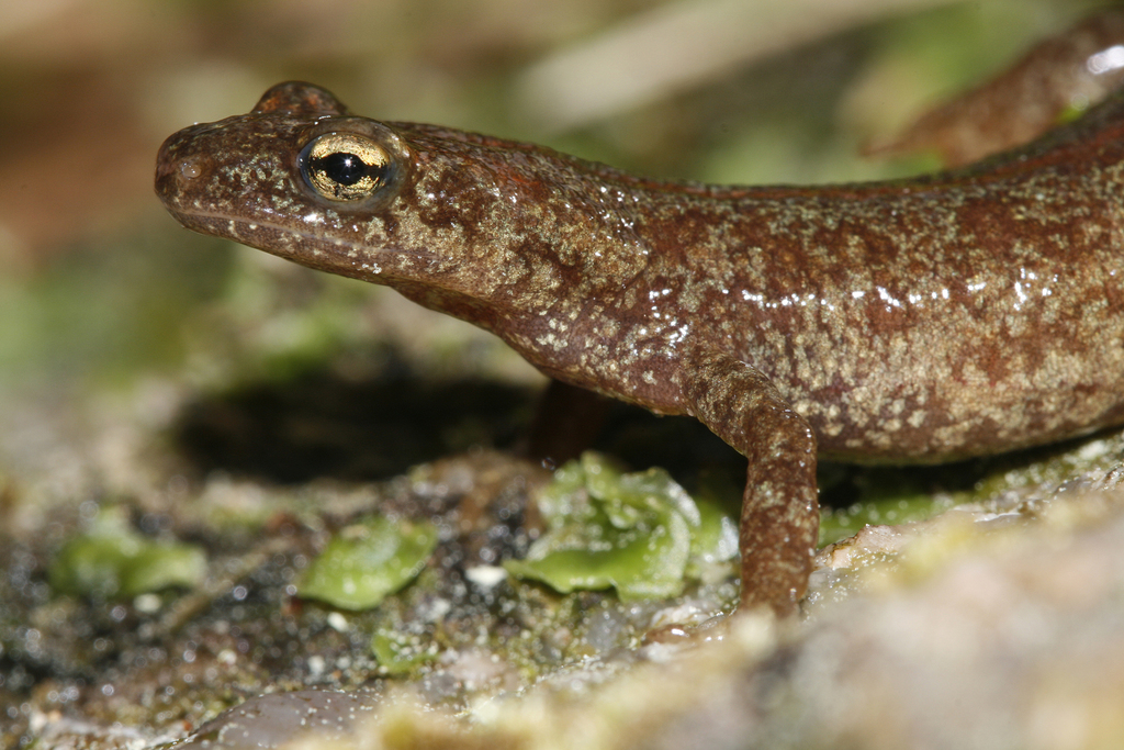 European Mountain Salamanders