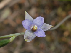 Thelymitra colensoi