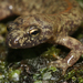 Corsican Brook Salamander - Photo (c) Xavier Rufray, some rights reserved (CC BY-NC), uploaded by Xavier Rufray