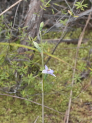 Thelymitra colensoi
