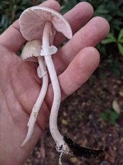 Agaricus pocillator