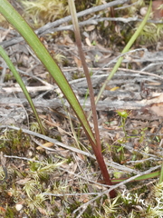 Thelymitra colensoi