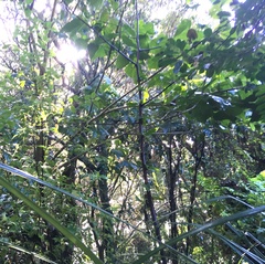 Erythrina ×sykesii
