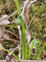 Pterostylis graminea