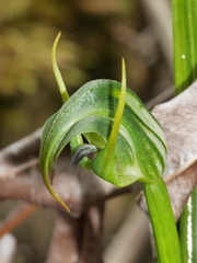 Pterostylis graminea