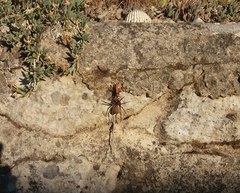 Cryptocheilus annulatus