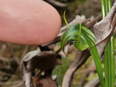 Pterostylis graminea