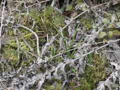 Pterostylis graminea