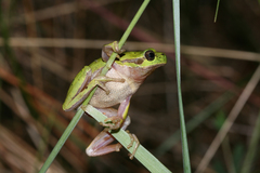 Hyla sarda