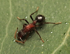 Stictoponera bicolor